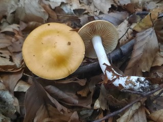 Thaxterogaster vibratilis