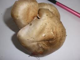 Entoloma lividoalbum