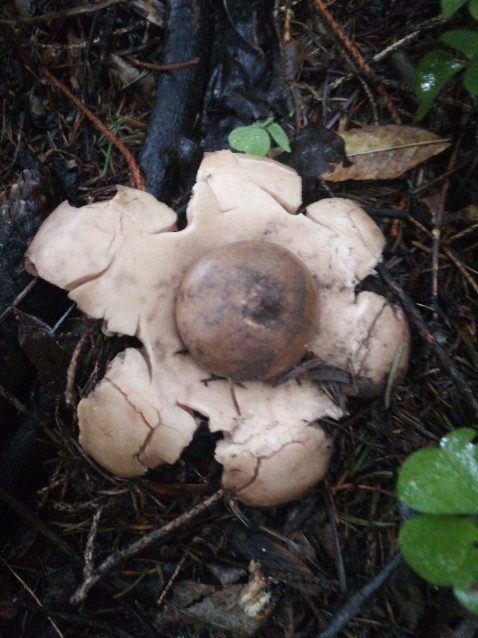 Geastrum rufescens