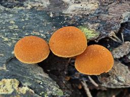 Flammulaster limulatus