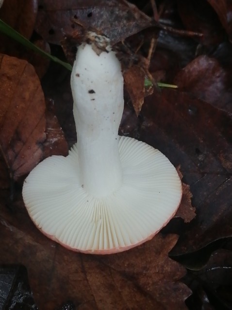 Russula emetica