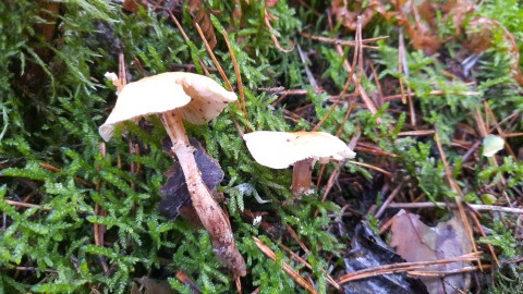 Cystoderma amianthinum