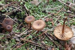Tephrocybe atrata
