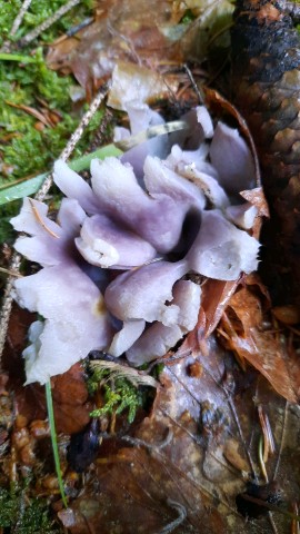 Sarcosphaera coronaria