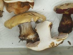 Cortinarius aleuriosmus