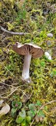 Entoloma opacum