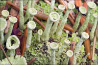 Cladonia fimbriata