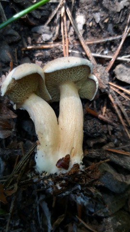 Suillus bovinus