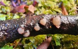 Platygloea disciformis