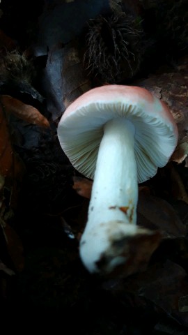 Russula emetica