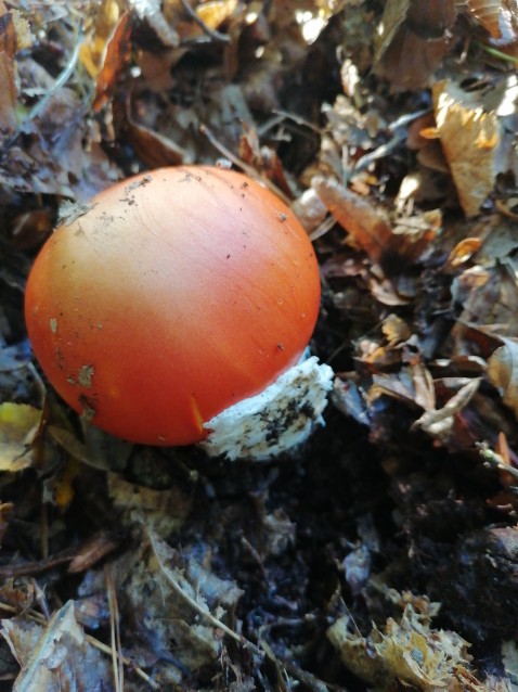 Amanita caesarea