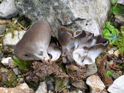 Helvella confusa