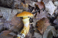 Suillus grevillei