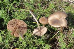 Entoloma sericeum