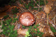 Russula integra