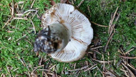 Russula amoenolens