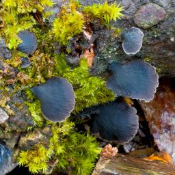 Resupinatus alboniger