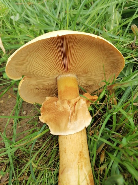 Phaeolepiota aurea