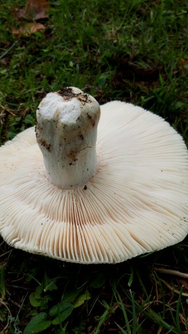 Russula virescens
