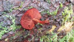 Cortinarius sanguineus