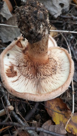 Paxillus involutus