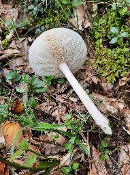 Melanoleuca