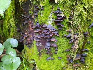 Hymenochaete rubiginosa