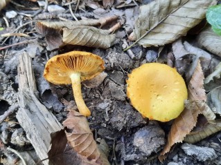 Pholiota tuberculosa