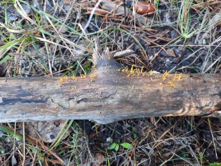 Calocera cornea