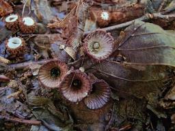 Cyathus striatus