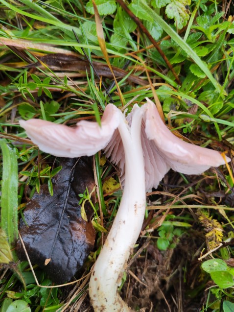 Porpolomopsis calyptriformis