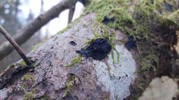 Exidia pithya