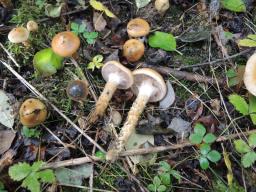 Cortinarius trivialis