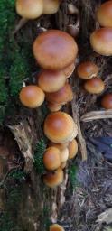 Gymnopilus penetrans