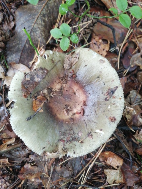 Russula heterophylla
