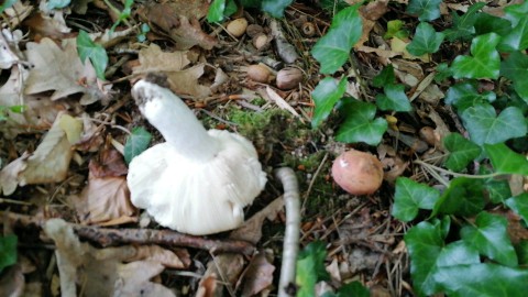 Russula vesca