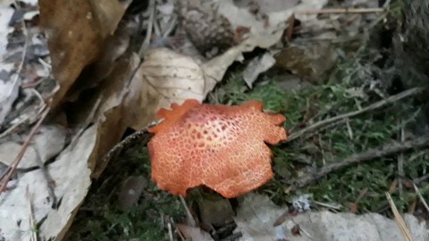 Cortinarius bolaris