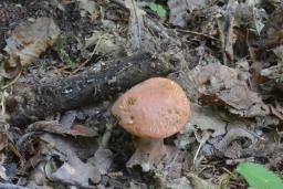 Rheubarbariboletus armeniacus