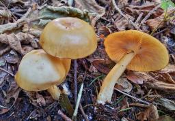 Clitocybe inflatipes