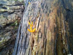 Calocera cornea