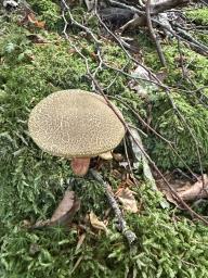 Xerocomellus chrysenteron
