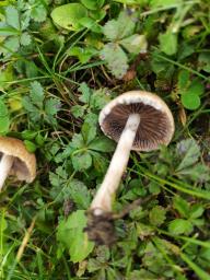 Lacrymaria lacrymabunda