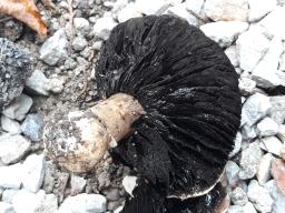Agaricus bitorquis