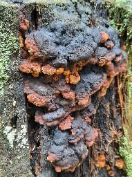 Gloeophyllum odoratum