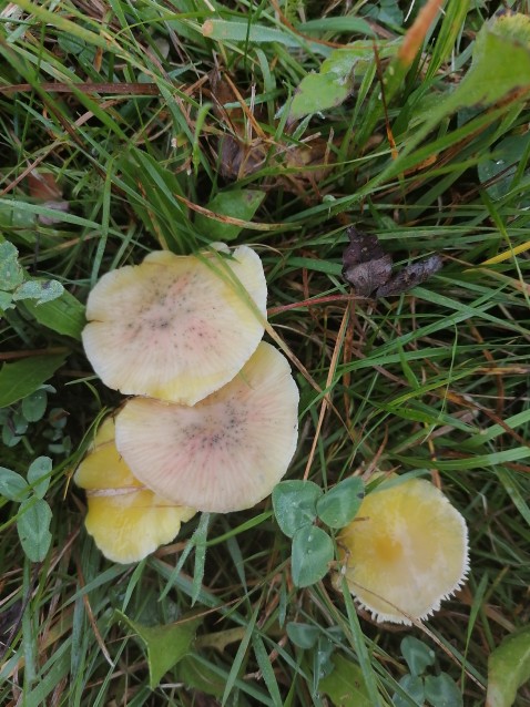 Hygrocybe chlorophana