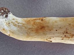 Russula farinipes