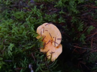 Hygrophoropsis aurantiaca