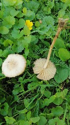 Marasmius oreades