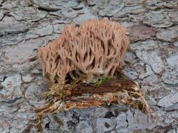 Ramaria rubella