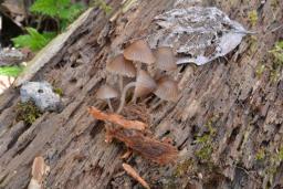 Mycena stipata